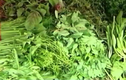 Cách nhận biết rau tồn dư thuốc bảo vệ thực vật