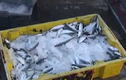 Hậu quả khủng khiếp khi ăn cá biển tồn dư chất cadimi