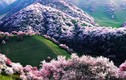 Bồng lai tiên cảnh ở thung lũng hoa mơ lớn nhất thế giới