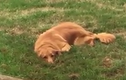 Đào hố trong vườn, chú chó nhanh chóng "phi tang" bằng chứng