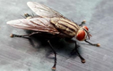 Video tái hiện cuộc đời của con ruồi trong vòng 1 phút