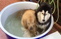 Phì cười phản ứng trái ngược của 2 chú chó khi tắm bồn