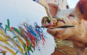 Kỳ lạ chú lợn biết vẽ tranh, bán mỗi bức giá 2000 USD
