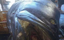 Bắt được cá mú 200kg nghi nuốt chết một nhân viên an ninh