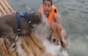 Chủ vờ chết đuối, hai chú chó pitbull hợp sức cứu giúp