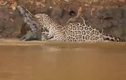 Báo đốm phi thân xuống sông cắn đứt cổ cá sấu gây sốc