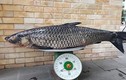 Sửng sốt với những chú cá trắm đen trọng lượng “khủng” 