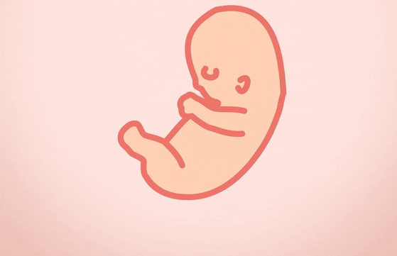 Quá trình phát triển của thai nhi qua từng thời kỳ