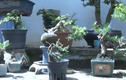 Dân tình phát “sốt” với những tạo hình của bonsai mini