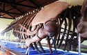 Tỉnh nào nước ta giữ bộ xương cá voi lớn nhất Đông Nam Á? 
