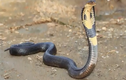Video: Hàng loạt trẻ bị hoại tử chi do rắn độc cắn