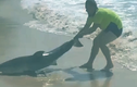 Video: Người đàn ông tay không đưa cá mập mắc cạn về biển