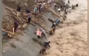 Video: Giật mình cảnh dân vớt củi ngay trên dòng lũ