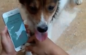 Video: Mở khóa iPhone bằng dấu vân chân của chó và cái kết không ngờ