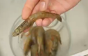Video: Hướng dẫn cách sơ chế tôm sạch và đơn giản nhất