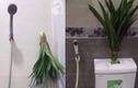 Video: Đặt loại lá này ở nhà vệ sinh gia chủ sẽ luôn gặp may mắn