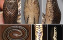 Loài rắn mới vừa phát hiện tại Việt Nam có vảy bất thường 
