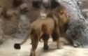 Sư tử đực giết chết sư tử cái trong vườn thú