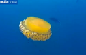 Cận cảnh sứa trứng rán cực hiếm gặp