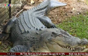 Clip: Cá sấu dài 1.2m sổng chuồng tại Việt Nam