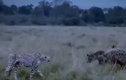 Báo Cheetah đuổi linh cẩu chạy bạt vía