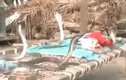 Kỳ lạ 4 con rắn bảo vệ em bé khi ngủ