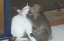 Cười điên đảo xem khỉ cưỡng hôn mèo