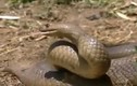 Kinh hãi loài rắn độc cắn người lớn hóa thành trẻ con