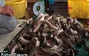Hãi hùng tay không bắt rắn biển ở Việt Nam