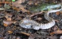 Kỳ lạ loài rắn có thể thay đổi màu sắc cơ thể