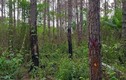 Đi săn trong rừng, bố bắn nhầm con tử vong ở Điện Biên