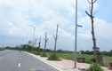 Hà Nội: Dân bức xúc vì hàng cây chết khô trên con đường trăm tỷ