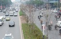 Hàng cây phong trên đường phố Hà Nội khô cong lá