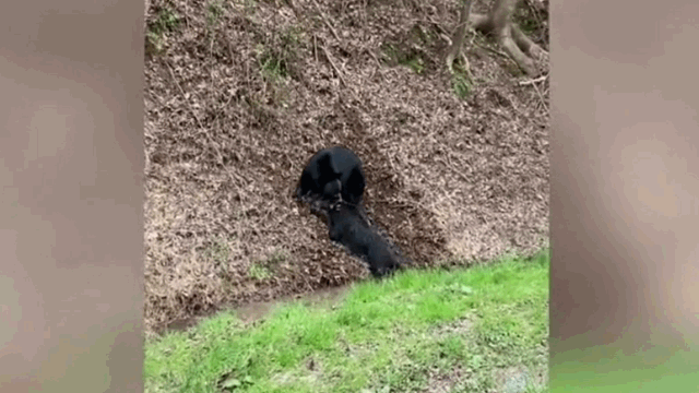 Video: Gấu đen ngoạm cổ, kết liễu lợn rừng bằng cú cắn chí mạng