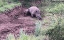 Video: Rớt nước mắt vì cảnh tê giác con tội nghiệp cố bú mẹ đã chết