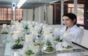 Phú Yên: Nữ Thạc sỹ nghiên cứu thành công mô hình nuôi tảo Spirulina