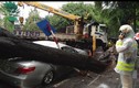 Cây đổ đè bẹp ô tô ở Hà Nội: Bảo hiểm có đền?