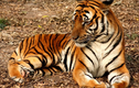 6 loài hổ quý hiếm nhất hành tinh