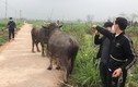 Chuyên trộm trâu bò về mở trang trại chăn nuôi ở Phú Thọ