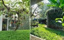 Ngôi nhà ngập tràn không gian xanh như rừng nhiệt đới ở Nghệ An