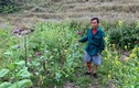 Lai Châu: Phát hiện 2 đối tượng lén lút trồng hơn 2.000 cây phiện 