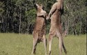 Cận cảnh cuộc chiến khốc liệt của kangaroo đực để tiếp cận con cái