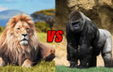 Phân tích cục diện cuộc chiến giữa khỉ đột và sư tử 