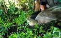 Rùa mai mềm Hoàn Kiếm khổng lồ quý hiếm đã chết ở hồ Đồng Mô