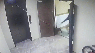 Chú chó bị mắc kẹt trong thang máy được giải cứu ngoạn mục