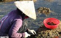 Quảng Nam: Còng lưng, khom gối “cạo tiền” trên ghềnh đá