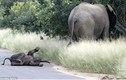 Đáng yêu khoảnh khắc voi con ăn vạ bị voi mẹ ngó lơ