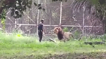 Nam thanh niên tìm tới cái chết bằng cách nhảy vào chuồng sư tử