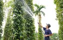 Làm kinh tế vườn, lão nông Quảng Nam thu nửa tỷ/năm