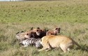 Sư tử lép vế khi tranh mồi với bầy linh cẩu 